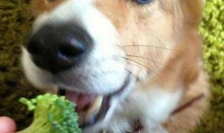 灰泰迪可以吃西兰花吗 狗能吃西兰花吗