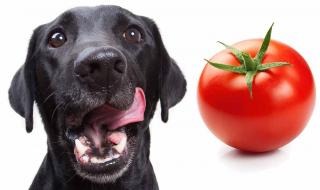 德牧幼犬可以吃西红柿吗
